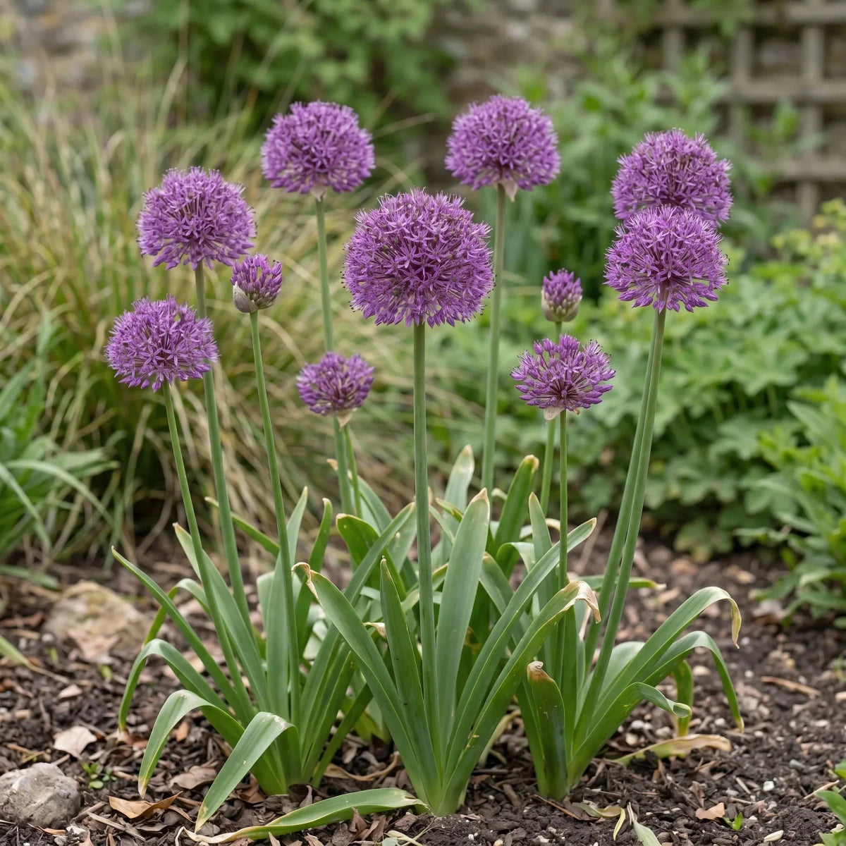 Allium 'Purple Sensation' - Harding & Bloom