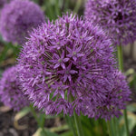 Allium 'Purple Sensation' - Harding & Bloom