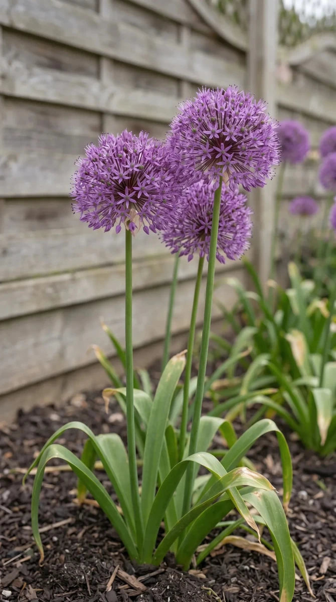Allium 'Purple Sensation' - Harding & Bloom