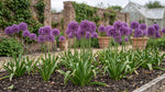 Allium 'Purple Sensation' - Harding & Bloom