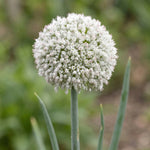 Allium 'Ping Pong' - Harding & Bloom