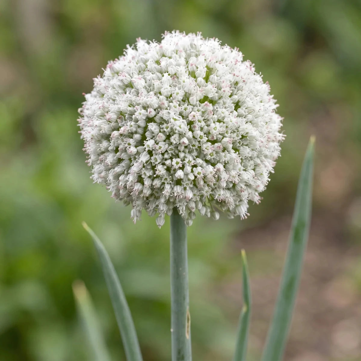 Allium 'Ping Pong' - Harding & Bloom