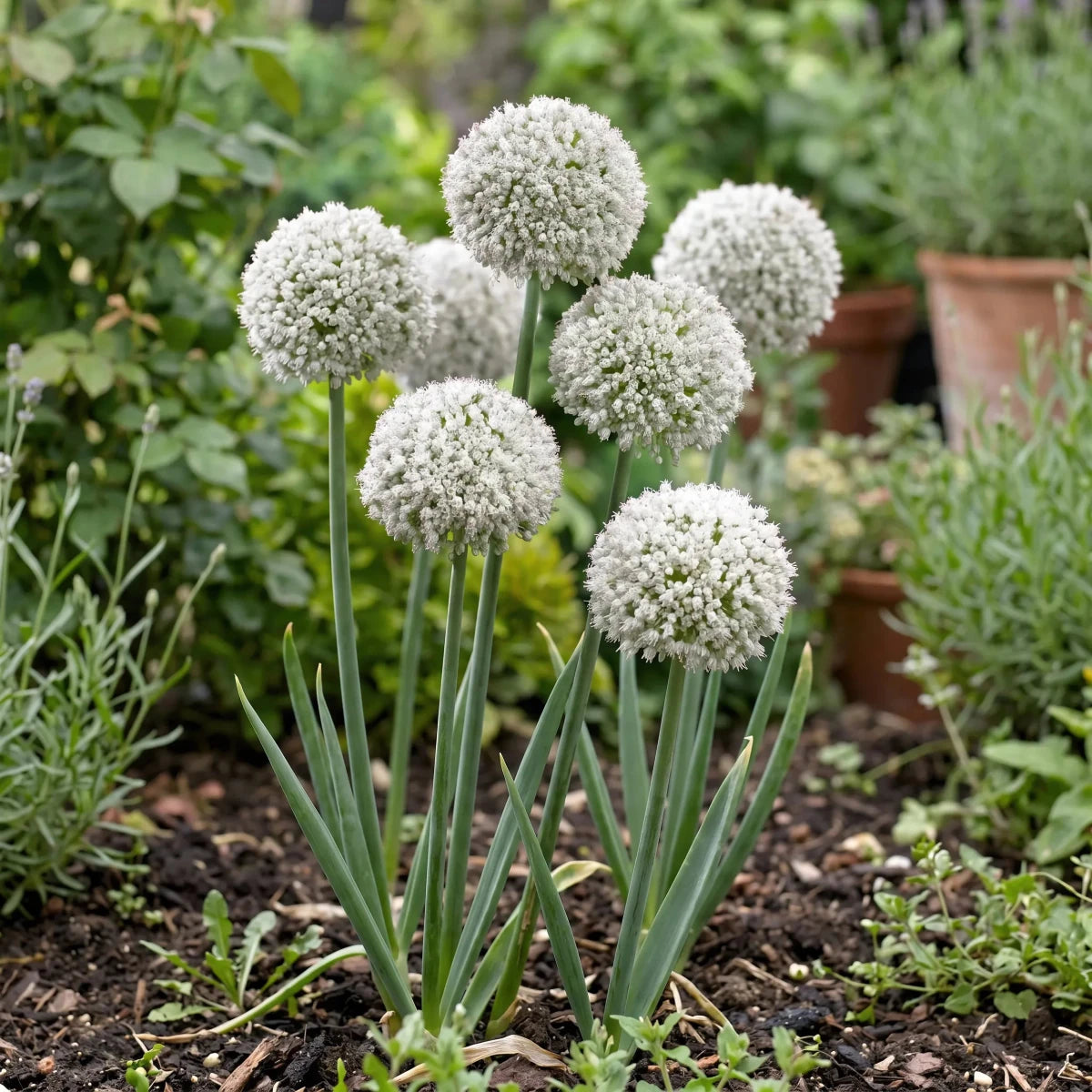 Allium 'Ping Pong' - Harding & Bloom