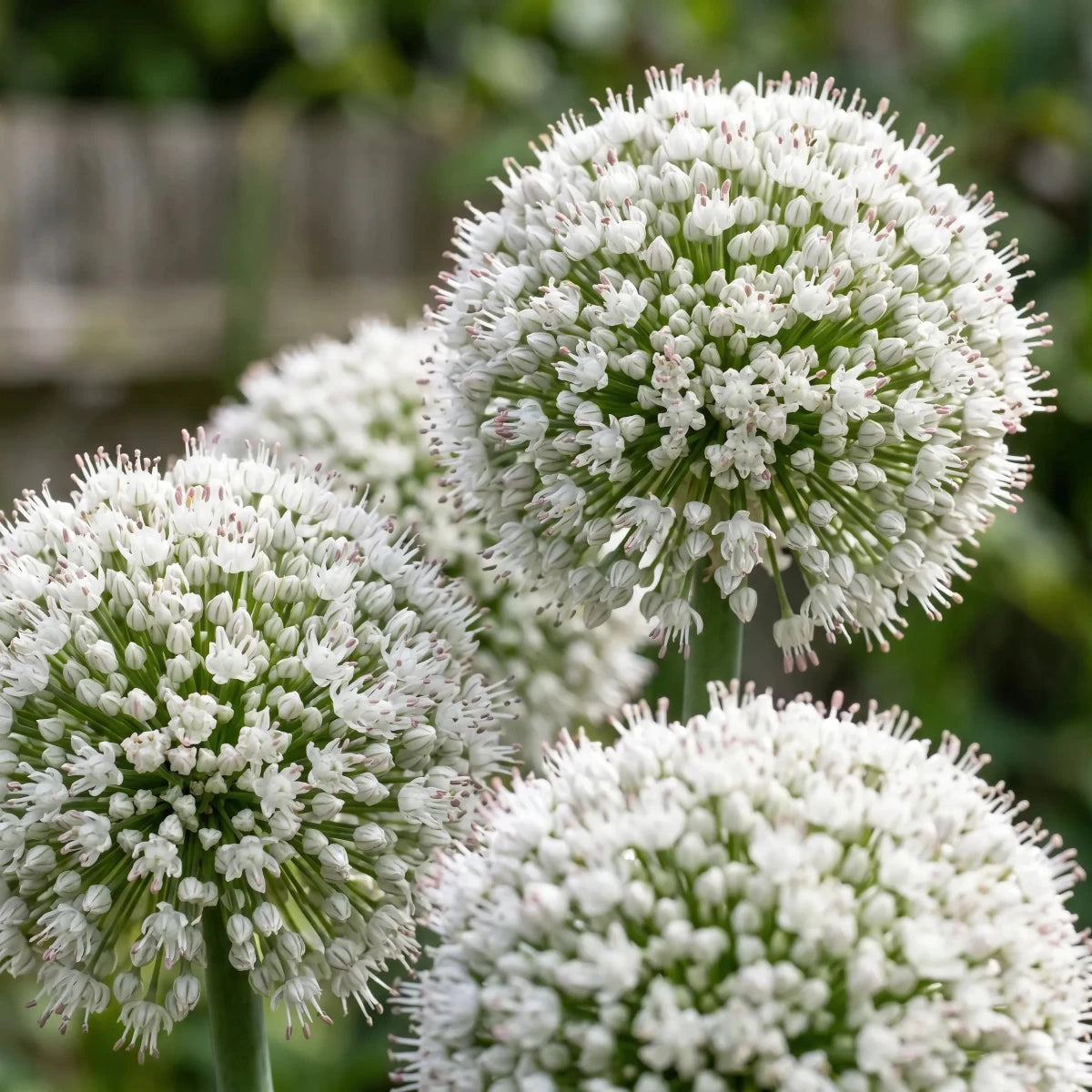 Allium 'Ping Pong' - Harding & Bloom