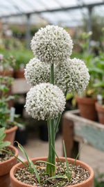 Allium 'Ping Pong' - Harding & Bloom