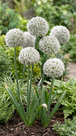 Allium 'Ping Pong' - Harding & Bloom