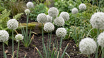 Allium 'Ping Pong' - Harding & Bloom