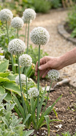 Allium 'Ping Pong' - Harding & Bloom