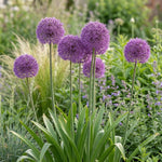 Allium 'Party Balloons' - Harding & Bloom