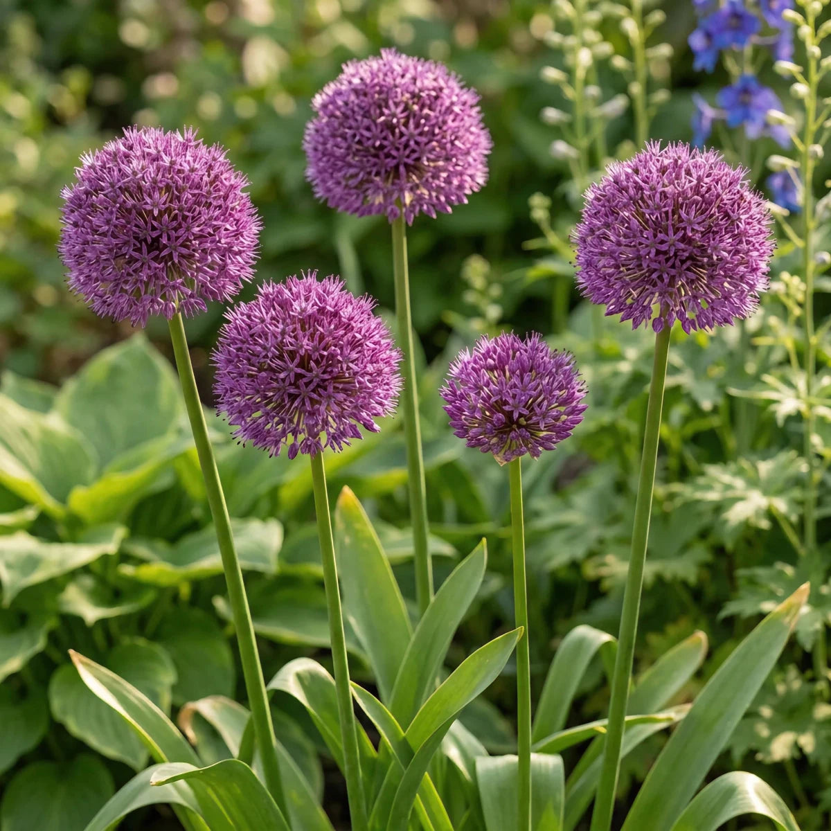 Allium 'Party Balloons' - Harding & Bloom