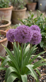 Allium 'Party Balloons' - Harding & Bloom