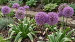 Allium 'Party Balloons' - Harding & Bloom
