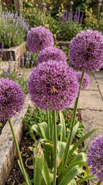 Allium 'Party Balloons' - Harding & Bloom