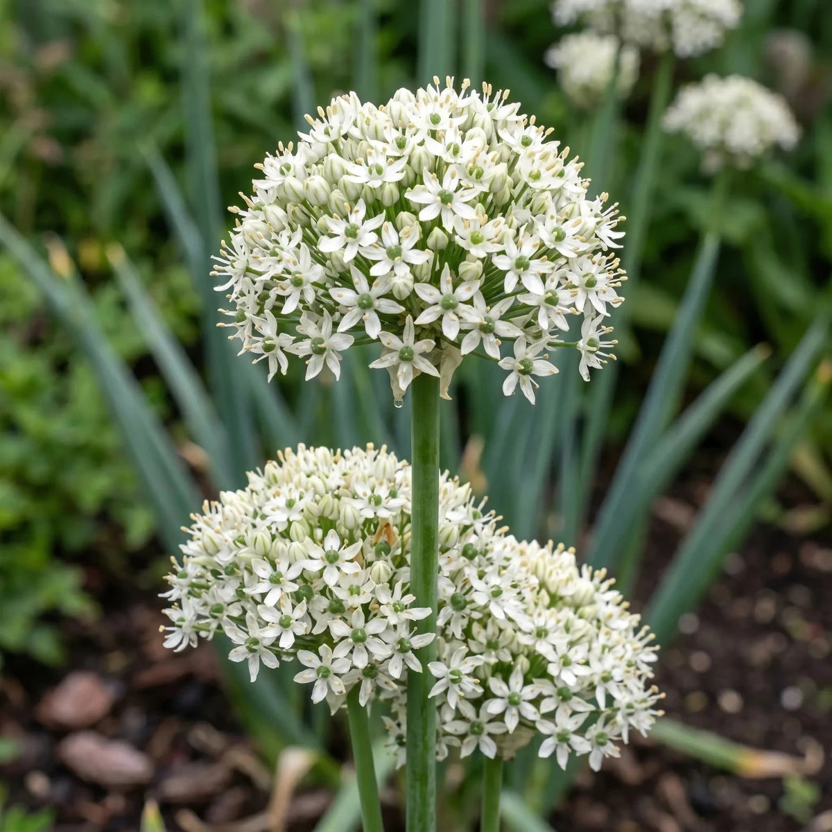 Allium 'Nigrum' (black garlic) - Harding & Bloom