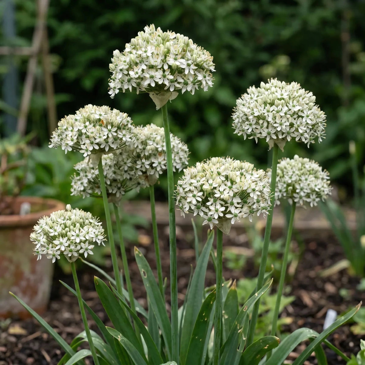 Allium 'Nigrum' (black garlic) - Harding & Bloom