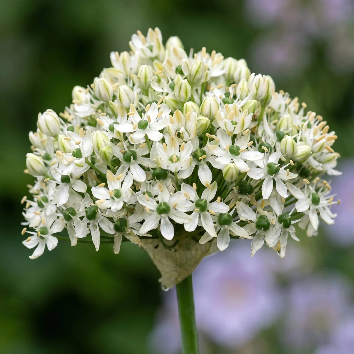 Allium 'Nigrum' (black garlic) - Harding & Bloom