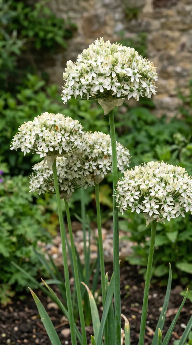 Allium 'Nigrum' (black garlic) - Harding & Bloom