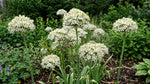 Allium 'Nigrum' (black garlic) - Harding & Bloom