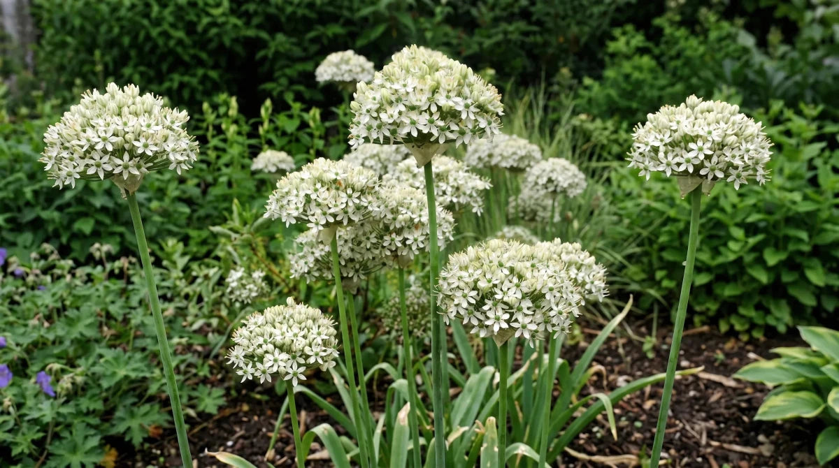 Allium 'Nigrum' (black garlic) - Harding & Bloom