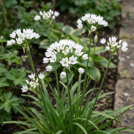Allium 'Neapolitanum' (Neapolitan garlic) - Harding & Bloom