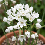 Allium 'Neapolitanum' (Neapolitan garlic) - Harding & Bloom