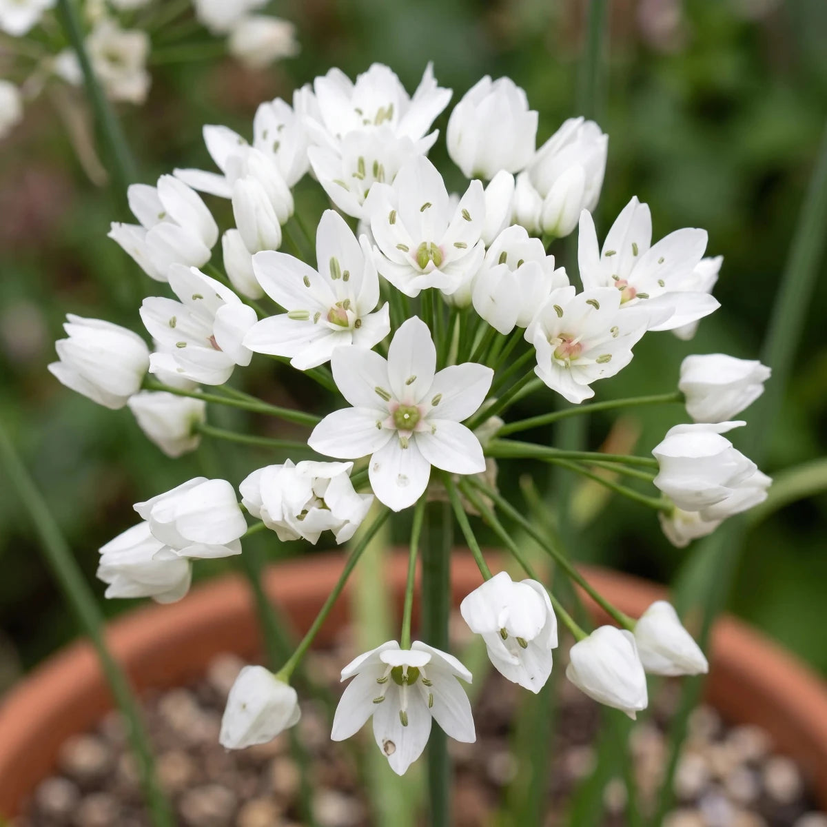 Allium 'Neapolitanum' (Neapolitan garlic) - Harding & Bloom