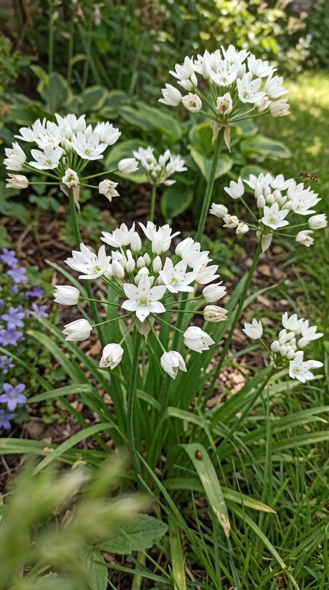Allium 'Neapolitanum' (Neapolitan garlic) - Harding & Bloom
