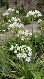 Allium 'Neapolitanum' (Neapolitan garlic) - Harding & Bloom