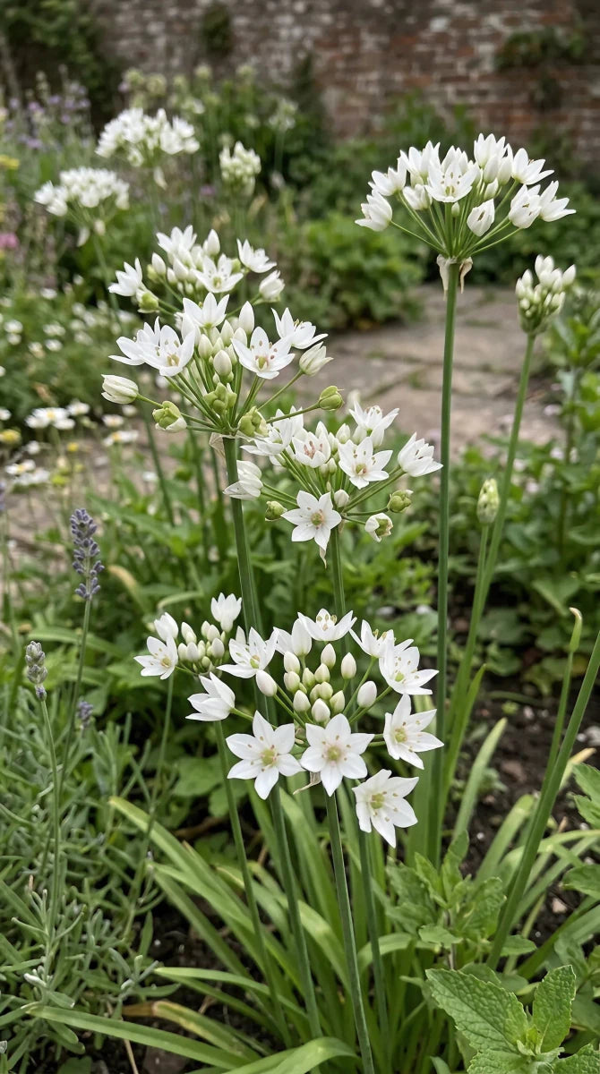 Allium 'Neapolitanum' (Neapolitan garlic) - Harding & Bloom