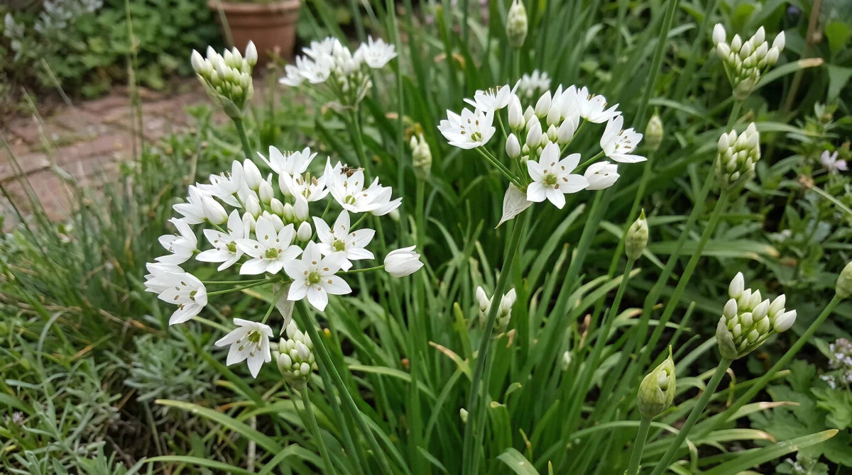 Allium 'Neapolitanum' (Neapolitan garlic) - Harding & Bloom