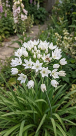 Allium 'Neapolitanum' (Neapolitan garlic) - Harding & Bloom