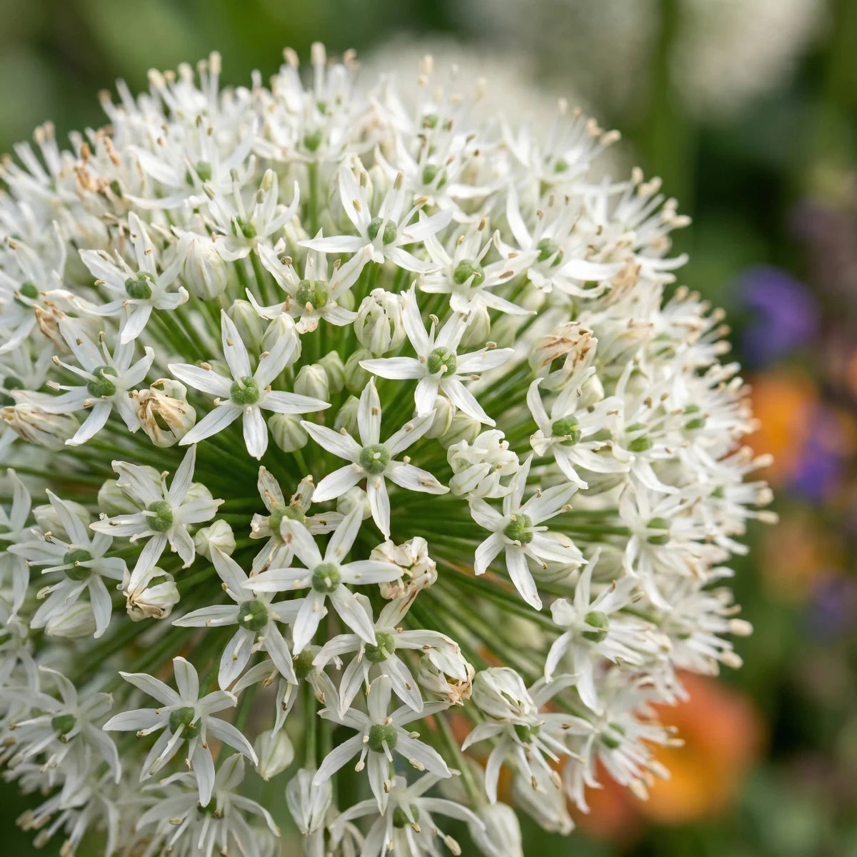 Allium 'Mount Everest' - Harding & Bloom