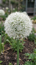 Allium 'Mount Everest' - Harding & Bloom