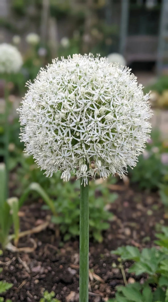 Allium 'Mount Everest' - Harding & Bloom