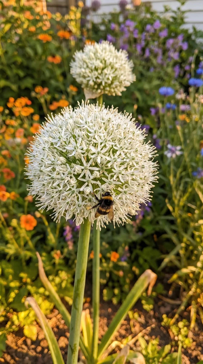 Allium 'Mount Everest' - Harding & Bloom