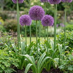 Allium 'Globemaster' - Harding & Bloom