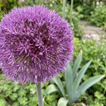 Allium 'Globemaster' - Harding & Bloom