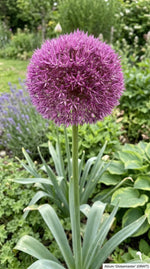Allium 'Globemaster' - Harding & Bloom