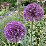 Allium 'Gladiator' - Harding & Bloom