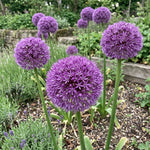 Allium 'Gladiator' - Harding & Bloom