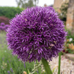 Allium 'Gladiator' - Harding & Bloom