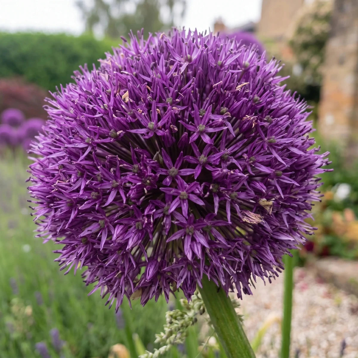 Allium 'Gladiator' - Harding & Bloom