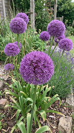 Allium 'Gladiator' - Harding & Bloom