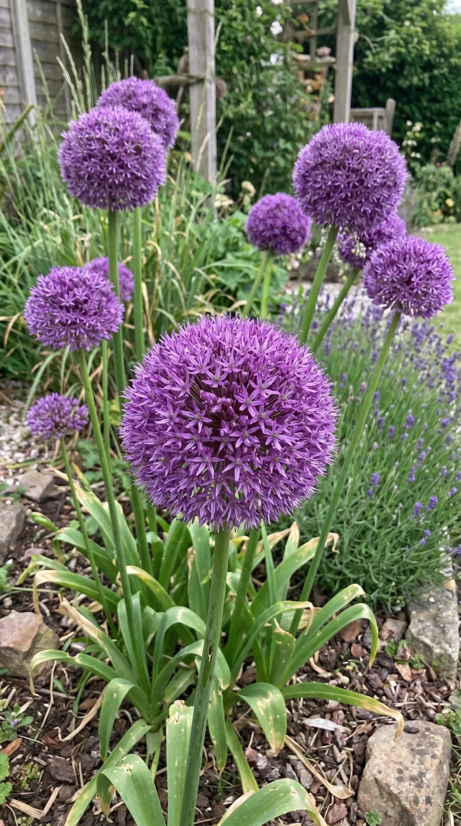 Allium 'Gladiator' - Harding & Bloom