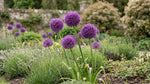 Allium 'Gladiator' - Harding & Bloom