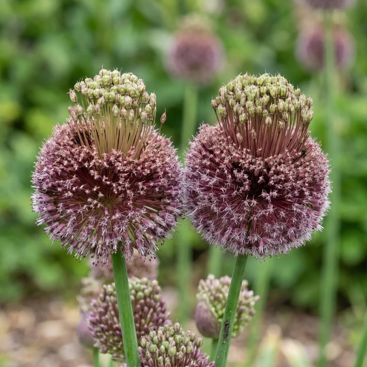 Allium 'Forelock' - Harding & Bloom