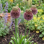 Allium 'Forelock' - Harding & Bloom