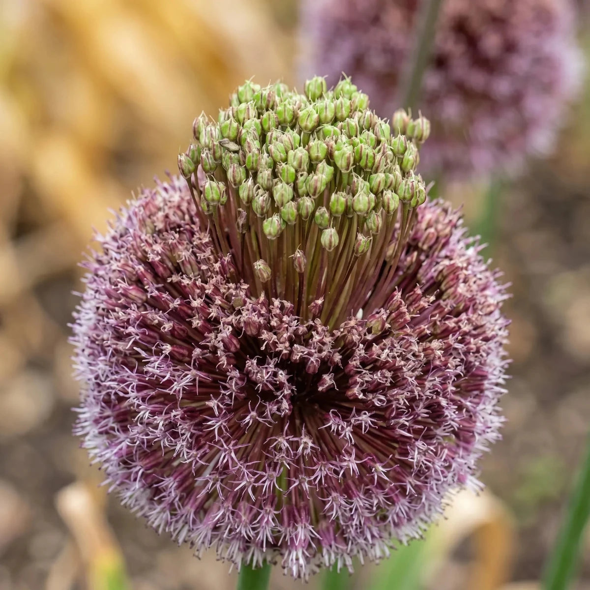 Allium 'Forelock' - Harding & Bloom