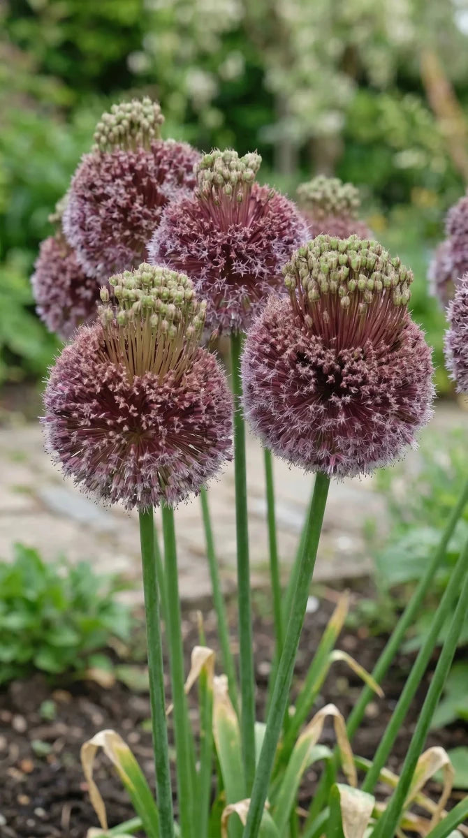 Allium 'Forelock' - Harding & Bloom