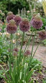 Allium 'Forelock' - Harding & Bloom